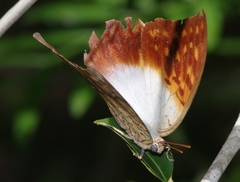 Charaxes varanes
