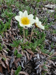 Dryas octopetala