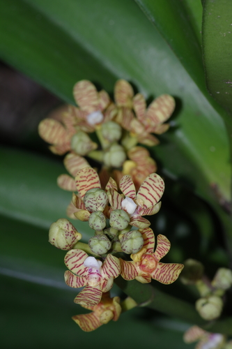 Acampe pachyglossa