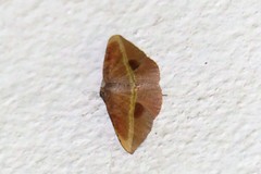 Hypochrosis iris