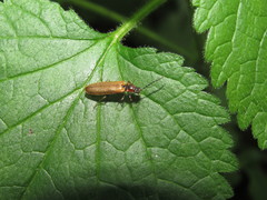 Denticollis linearis