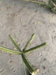 Dactyloctenium aegyptium