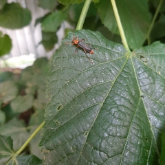 Cantharis livida