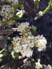 Phylica strigosa elongata