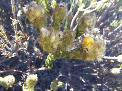 Phylica strigosa elongata