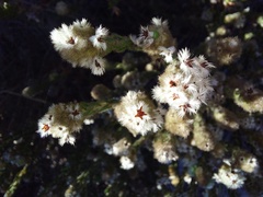 Phylica strigosa elongata