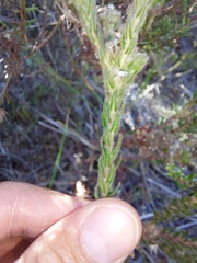 Phylica strigosa elongata