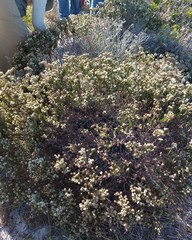 Phylica strigosa elongata