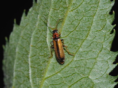 Boveycantharis