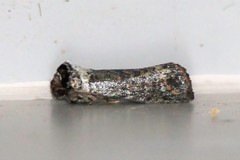 Phalera argenteolepis