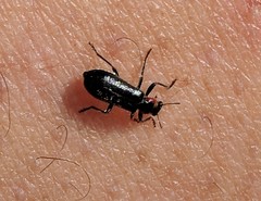 Placopterus thoracicus