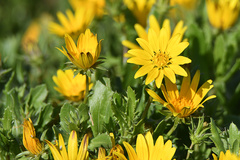 Cuspidia cernua cernua