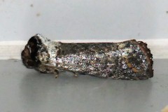 Phalera argenteolepis