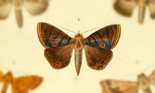 Dyomyx megalops