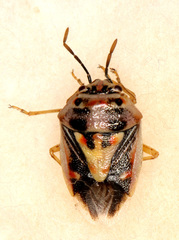 Bagrada amoenula