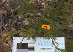 Dillwynia tenuifolia