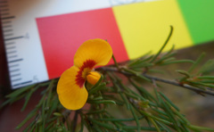 Dillwynia tenuifolia