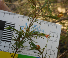 Dillwynia tenuifolia