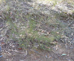 Dillwynia tenuifolia