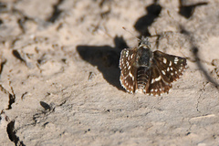 Ernsta sataspes