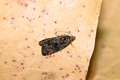 Selenodes karelica