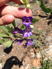 Penstemon speciosus