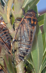 Psalmocharias plagifera