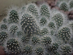 Rebutia