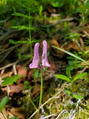 Corydalis pauciflora