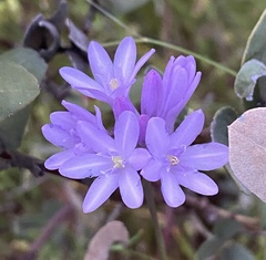 Dichelostemma congestum