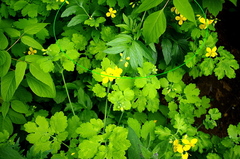 Valeriana officinalis