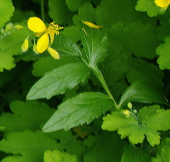 Valeriana officinalis