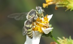 Bembix formosana