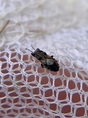 Phlegyas abbreviatus