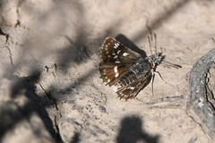 Ernsta sataspes