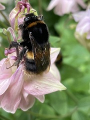 Bombus