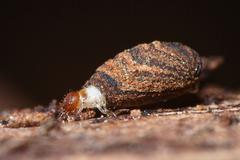Clytra quadripunctata