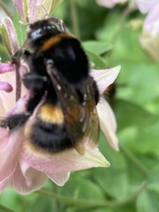 Bombus