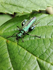 Oedemera nobilis
