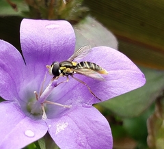 Sphaerophoria sulphuripes