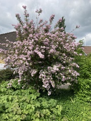 Syringa meyeri