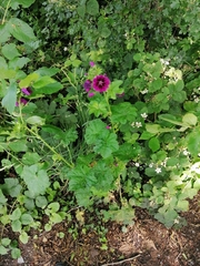 Malva sylvestris mauritiana