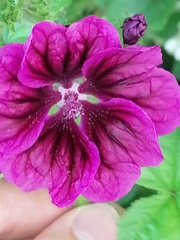 Malva sylvestris mauritiana