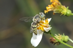 Bembix formosana