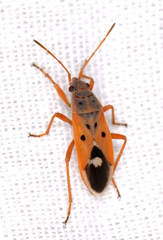 Cosmopleurus fulvipes