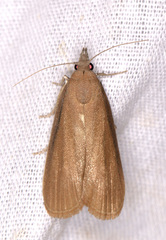 Aphomia sabella