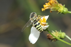 Bembix formosana