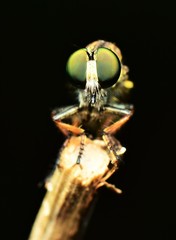 Ommatiini