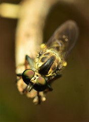 Ommatiini