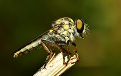 Ommatiini